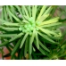 Spurge Hawk H euphorbiae pupae